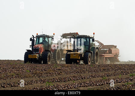 Le cipolle raccolte nel Suffolk, Regno Unito. Foto Stock