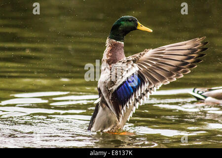 Mallard Stretching è ali in corrispondenza Attenborough Riserva Naturale Foto Stock