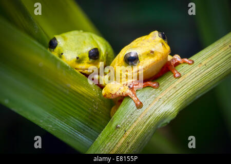 Due coloratissimi reed rane aggrapparsi a canne in Bangweulu zone umide, Zambia Foto Stock