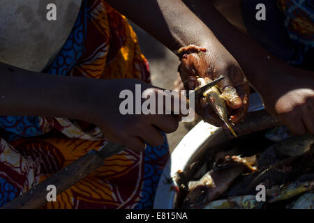 Un giovane bambino le budella di un pesce in un villaggio di pescatori in Bangweulu zone umide, Zambia Foto Stock