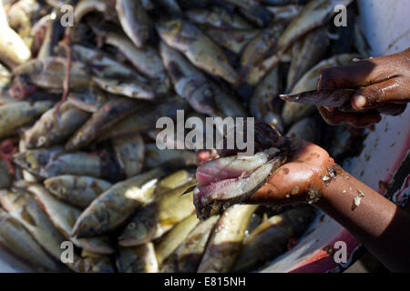 Un giovane bambino le budella di un pesce in un villaggio di pescatori in Bangweulu zone umide, Zambia Foto Stock