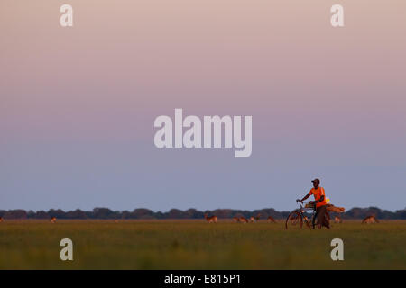 Un uomo dello Zambia spinge la sua bici in tutta la pianura alluvionale in corrispondenza Bangweulu zone umide, Zambia Foto Stock