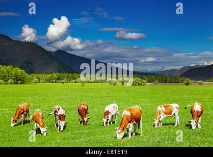 Paesaggio di montagna con mucche al pascolo e cielo blu Foto Stock