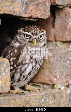 Civetta (Athene noctua) di appoggio nel muro di mattoni Foto Stock