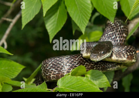 Un nero orientale biacco - Pantherophis alleghaniensis - scalata di un ramo di albero Foto Stock