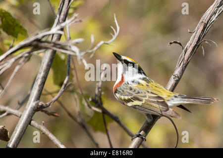 Chestnut facciate trillo - Dendroica pensylvanica Foto Stock