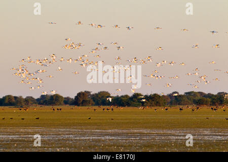 Un gregge di African spatole sorvolare inondato praterie in Bangweulu zone umide, Zambia Foto Stock