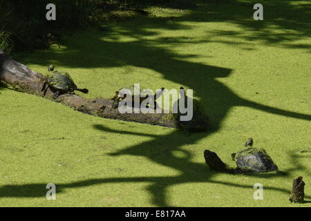 Lazy tartarughe in oscuro, il laghetto verde sul log crogiolarsi in sun Foto Stock