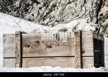 Husky bianco si appoggia sulla cima di una gabbia in legno nella neve Foto Stock