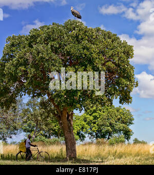 Un shoebill siede sulla cima di un alto albero come un uomo spinge la sua bici sotto Foto Stock