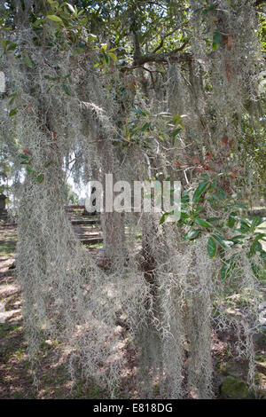 Muschio spagnolo (Tillandsia usneoides) che cresce su un albero Foto Stock