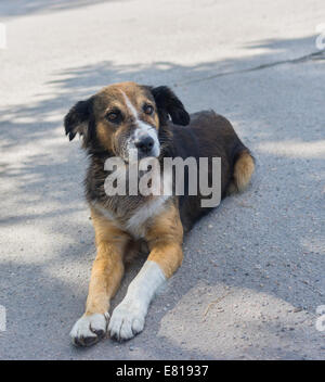 Outdoor ritratto di adorabile croce-cane di razza cercando seriamente Foto Stock