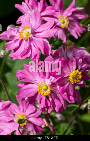 Fiori del giapponese, anemone hupehensis Anemone var. japonica "Prinz Heinrich' Foto Stock