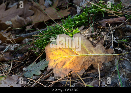 Giallo autunno caduto foglie di quercia in foresta Foto Stock