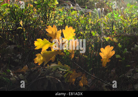 Autunno caduto foglie gialle in foresta Foto Stock