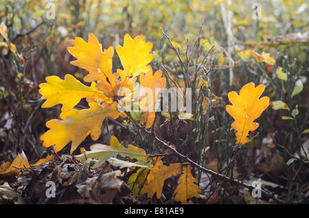 Autunno caduto foglie gialle in foresta Foto Stock