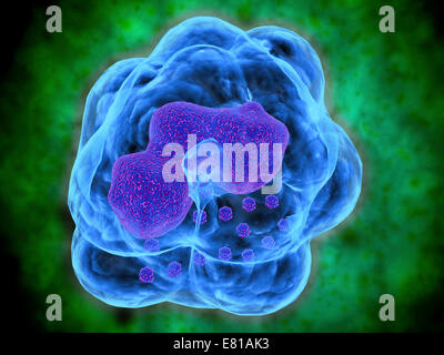 Immagine concettuale dei basofili. I basofili sono parte del vostro sistema immunitario che normalmente protegge il vostro corpo da infezione, ma può Foto Stock