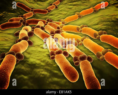 Immagine concettuale di Candida albicans. Candida albicans è un fungo diploide che cresce sia come lievito e cellule filamentose e un Foto Stock