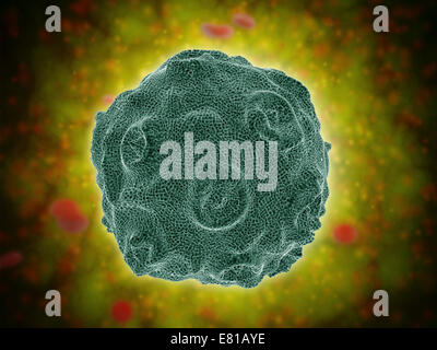 Immagine concettuale del virus del papilloma umano (HPV). HPV è un virus dalla famiglia di papillomavirus che colpisce la pelle umana e t Foto Stock