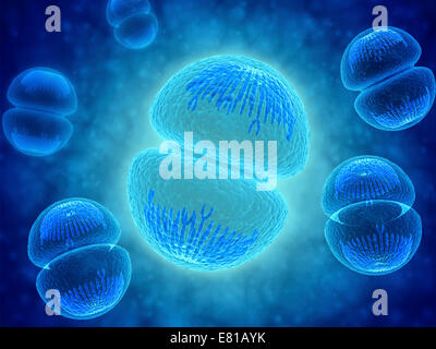 Immagine concettuale della mitosi. La mitosi è il processo del ciclo cellulare mediante il quale una cella i duplicati in due geneticamente identici Foto Stock