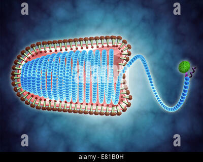 Immagine concettuale di lyssavirus. Lyssavirus è un genere di virus appartenente alla famiglia Rhabdoviridae. Questo gruppo di RNA viruse Foto Stock