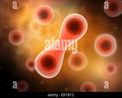 Vista microscopica della divisione cellulare. Foto Stock