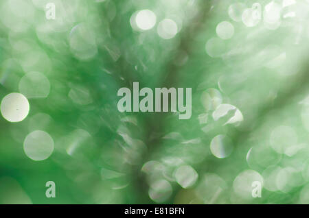 Bokeh di fondo verde foresta sfocati sullo sfondo Foto Stock