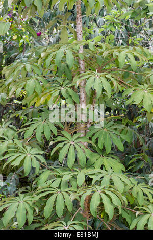 Elegante parasol fogliame del gelo hardy evergreen, Schefflera taiwaniana Foto Stock