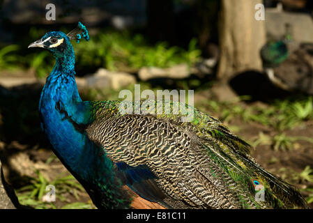 Peacock in piedi Foto Stock
