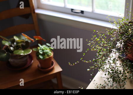 Houseplants accanto a una finestra piena di sole. Foto Stock