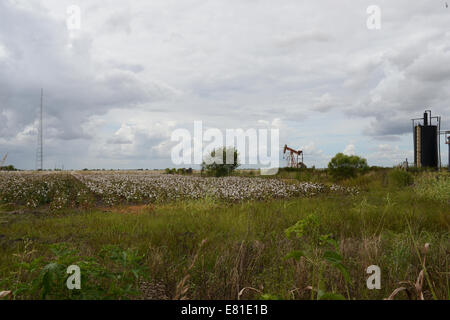 Campi di cotone pronto per il prelievo nelle zone rurali del Texas, Stati Uniti d'America. La vastità di un paesaggio con i campi di cotone, alcuni con olio martinetti di pompaggio. Foto Stock