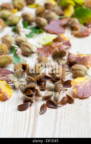 Beechnuts e foglie su legno Foto Stock