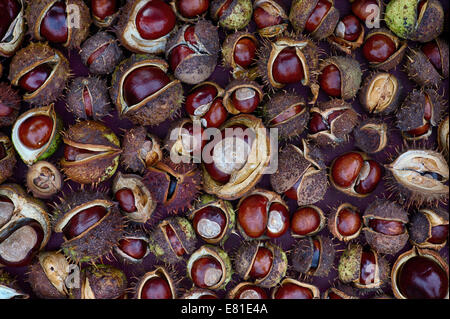 Aesculus Hippocastanum seme. Ippocastani. Conkers pattern. Foto Stock