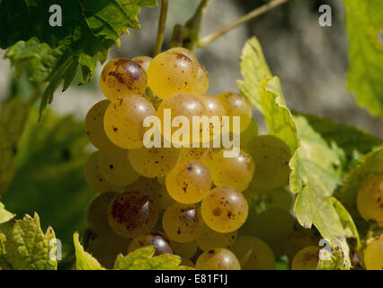 I vigneti del Piemonte: Langhe-Roero e Monferrato nella Lista del Patrimonio Mondiale UNESCO: close-up di un grappolo di Moscato d'Asti Foto Stock