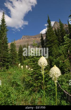 Recare l'erba in molti sezione sul ghiacciaio del parco nazionale di Glacier, Montana, USA Foto Stock