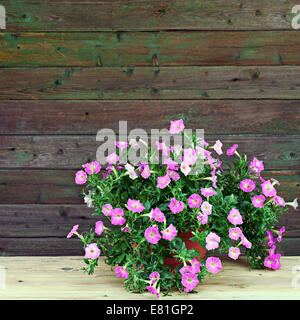 Petunia rosa fiori in vaso di fiori su sfondo di legno. Primo piano. Foto Stock