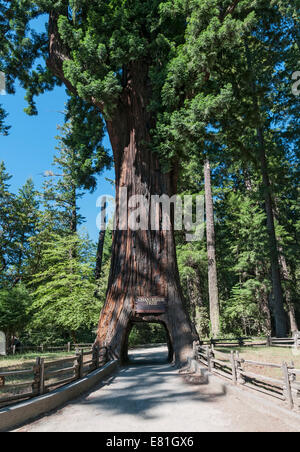 California, Leggett, lampadario Tree, drive through tree, gigantesco albero di sequoia 315-piedi di altezza Foto Stock