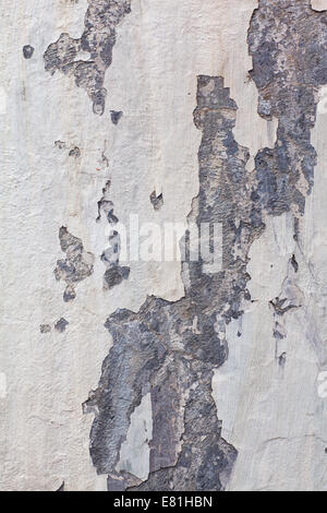 Texture a parete con intonaco caduti e dello stampo Foto Stock