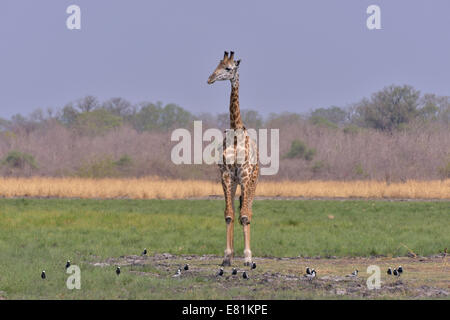 Giraffa rhodesiano (Giraffa camelopardalis thornicrofti), Sud Luangwa National Park, Zambia Foto Stock