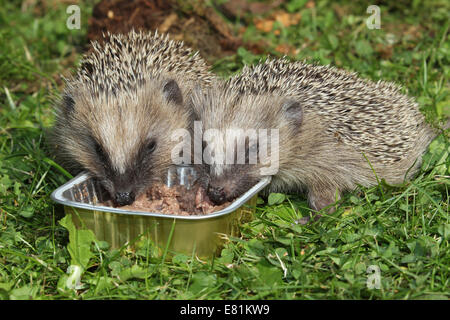 Riccio (Erinaceus europaeus), giovani animali alimentazione dalla ciotola in giardino, Algovia, Baviera, Germania Foto Stock