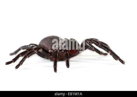 Imbuto di Sydney-web spider (Atrax robustus) Foto Stock