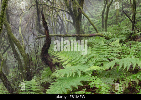 La felce che cresce in un cloud forest, Cumbre Nueva, la Palma Isole Canarie Spagna Foto Stock