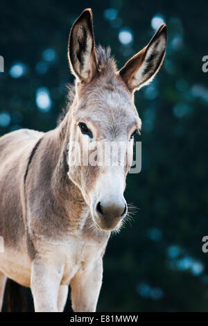 Asino, semi-razza, yearling, Tirolo del nord, Austria Foto Stock