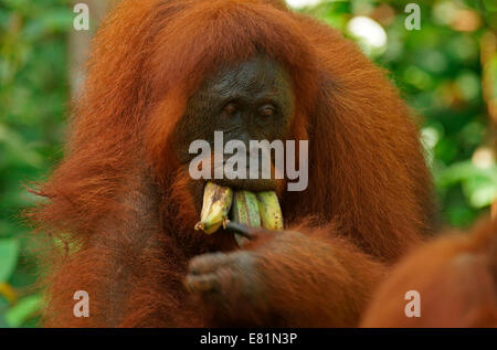 Bornean Orangutan (Pongo pygmaeus), Tanjung messa National Park, Kalimantan centrale, Borneo, Indonesia Foto Stock