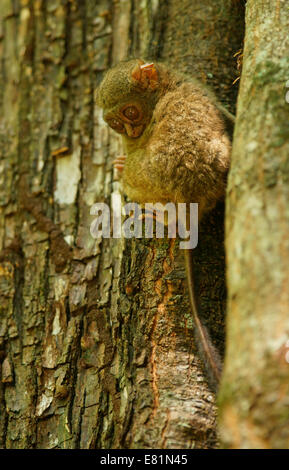 Tarsier spettrale (Tarsius spectrum, Tarsius tarsier), Tangkoko National Park, Sulawesi, Indonesia Foto Stock