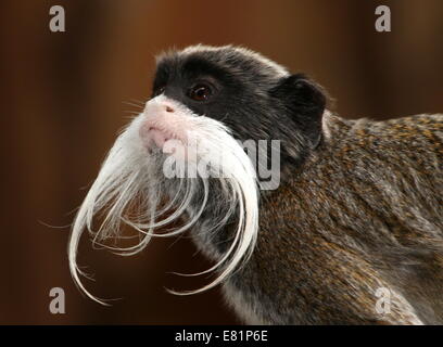 Primo piano della testa di un Imperatore tamarin monkey (Saguinus imperator) a.k.a. Brockway monkey, nativo per il Brasile, la Bolivia e il Perù. Foto Stock