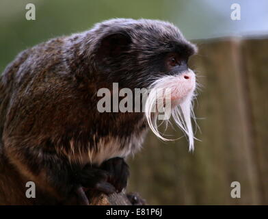 Close-up dell'Imperatore moustached tamarin monkey (Saguinus imperator) a.k.a. Brockway monkey, nativo per il Brasile, la Bolivia e il Perù Foto Stock