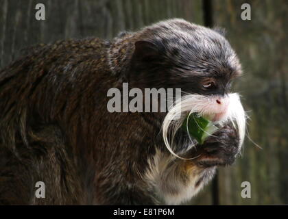 Close-up dell'Imperatore moustached tamarin monkey (Saguinus imperator) a.k.a. Brockway monkey a mangiare una fetta di cetriolo Foto Stock