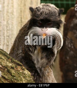 Moustached Emperor tamarin monkey (Saguinus imperator) a.k.a. Brockway monkey munching su un grasshopper snack (captive, zoo) Foto Stock