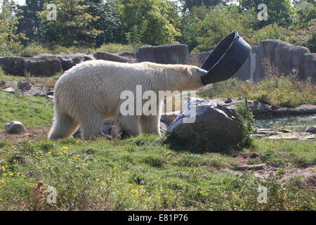 Orso polare (Ursus maritimus) attorno a piedi con una grande in plastica nera in vasca il Diergaarde Blijdorp Zoo di Rotterdam Paesi Bassi Foto Stock